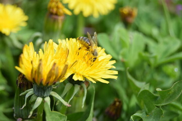 Yellow dandelion, taraxacum officinale, on green background, perfect for background, texture, macro photopraphy. Spring time concept
