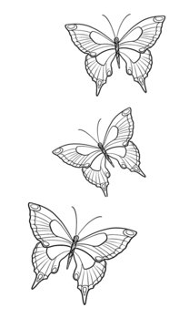 Assorted Butterfly Drawing Outline Aesthetic, Butterfly Vector Unique Pattern, Sketch Line art Hand Drawn
