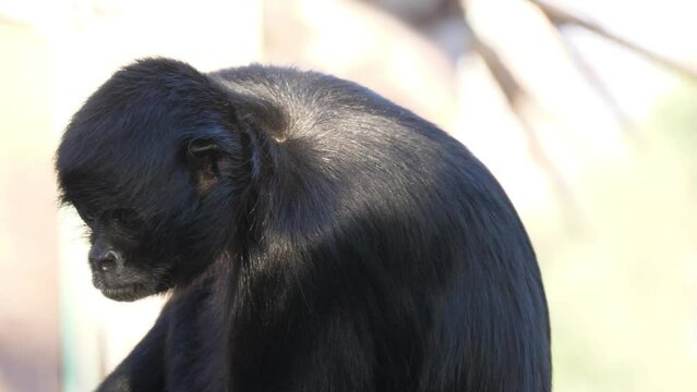 Colombian spider monkey on tree slow motion 4k