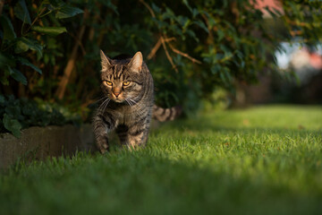 A tabby cat explores the garden curiously and attentively in the evening sun.