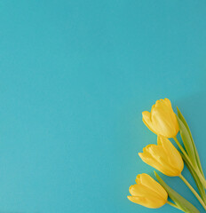 fresh easter yellow jungle gardening tulips flat lay on the desk against blue background with copyspace. spring minimalism