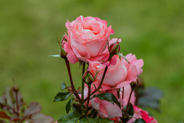 Rose garden hybrid floribunda, sort Waikiki in garden