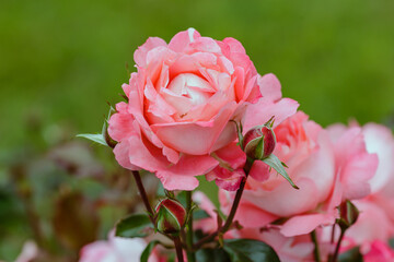 Rose garden hybrid floribunda, sort Waikiki