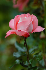 Rose garden hybrid floribunda, sort Waikiki