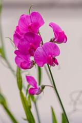 Chin fragrant, or sweet pea , is a flowering herbaceous plant of the genus Chin ( Lathyrus )