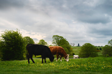 Cows on open pasture with wild buttercups flanked by trees under cloudy sky. Beverley, UK.