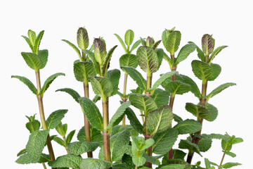 Fresh young green mint plant close up on white background  © Picture Partners