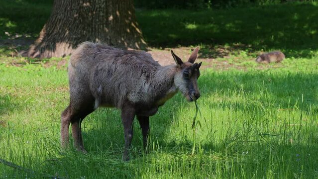 Apennine chamois, Rupicapra pyrenaica ornata, is living in the Abruzzo-Lazio-Molise National Park in Italy and the Pyrenees in Spain