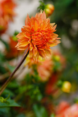 Georgina, also dahlia ( lat. Dahlia ), is a genus of perennial herbaceous plants of the Asteraceae family with tuberous roots and large brightly colored flowers