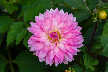 Fototapeta premium Georgina, also dahlia ( lat. Dahlia ), is a genus of perennial herbaceous plants of the Asteraceae family with tuberous roots and large brightly colored flowers