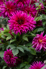 Georgina, also dahlia ( lat. Dahlia ), is a genus of perennial herbaceous plants of the Asteraceae family with tuberous roots and large brightly colored flowers