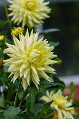 Georgina, also dahlia ( lat. Dahlia ), is a genus of perennial herbaceous plants of the Asteraceae family with tuberous roots and large brightly colored flowers