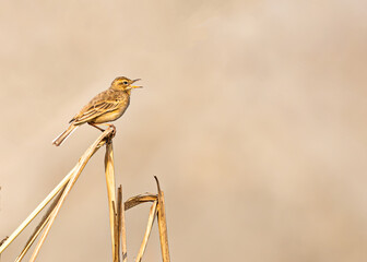 A singing Field pipit on a plant