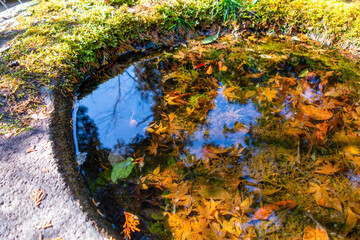 autumn leaves on the ground
