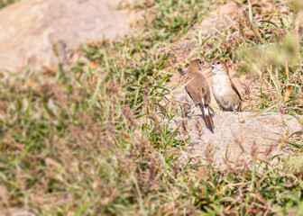 A pair of Silver Bill in discussion