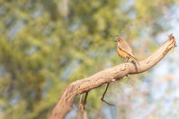 A Indian Robin on a tree