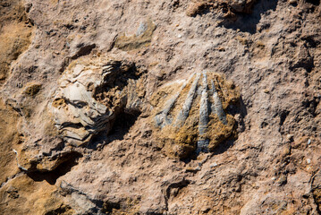 marine fossils stuck to the rock