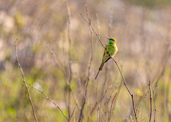 A green Bee eater in a basking