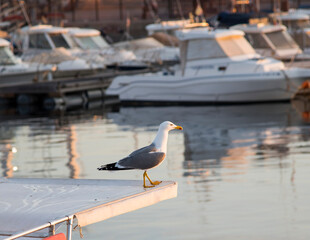 Seagulls over the boats in the harbor at sunrise