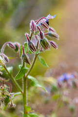 Cucumber grass or Borage grass ( lat. Borago ) is a genus of flowering plants of the Borage family