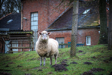 sheep stands alone in a meadow chewing grass