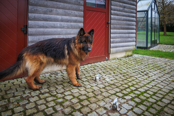 big german shepherd dog is standing at a house wall