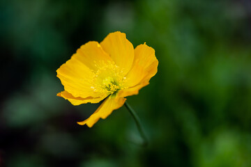 Yellow flower of Eschscholzia Californian in green background