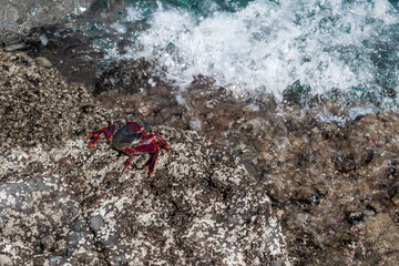 Red crab on the rocks of the ocean coast
