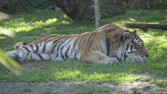 tiger in nature wildlife slow motion 4k