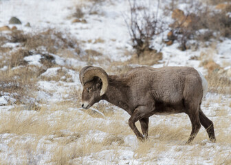 Colorado Rocky Mountain Bighorn Sheep