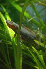 Vertical closeup on an aquatic female of the Chinese endangered Fuding fire belly newt Cynops fudingensis.