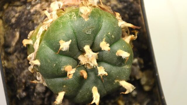 Peyote cactus on turn table in a bird eyes view