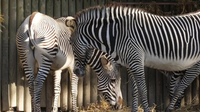 common zebra in zoo slow motion 4k