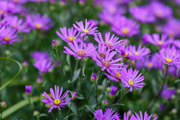 Aster ammellus sort Rudolf Goethe in garden. Beautiful purple flowers of autumn time.