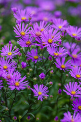 Obraz premium Aster ammellus sort Rudolf Goethe in garden. Beautiful purple flowers of autumn time.