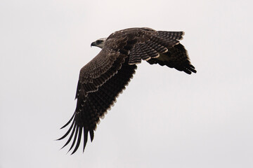 Aigle martial, immature, .Polemaetus bellicosus, Martial Eagle
