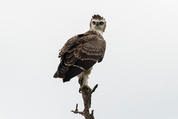 Aigle martial, immature, .Polemaetus bellicosus, Martial Eagle