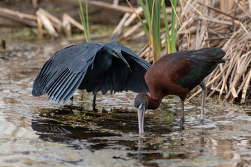 Aigrette ardoisée,. pêche, Egretta ardesiaca, Black Heron, Ibis falcinelle, .Plegadis falcinellus, Glossy Ibis