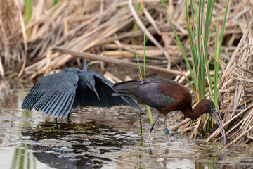 Aigrette ardoisée,. pêche, Egretta ardesiaca, Black Heron, Ibis falcinelle, .Plegadis falcinellus, Glossy Ibis