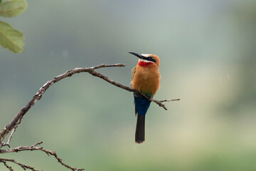 Guêpier à front blanc,. Merops bullockoides, White fronted Bee eater