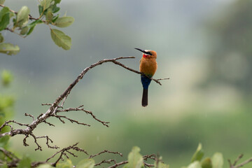 Guêpier à front blanc,. Merops bullockoides, White fronted Bee eater