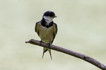 Obraz premium Hirondelle à gorge blanche,.Hirundo albigularis, White throated Swallow