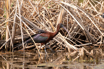 Ibis falcinelle, .Plegadis falcinellus, Glossy Ibis