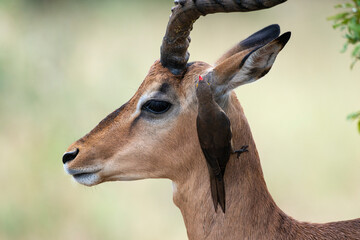 Piqueboeuf à bec rouge, Red billed Oxpecker, Buphagus erythrorhynchus, Impala, femelle, Aepyceros melampus