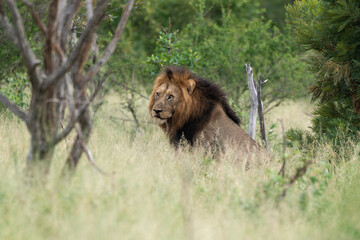 Lion, mâle, Panthera leo, Parc national du Kruger, Afrique du Sud