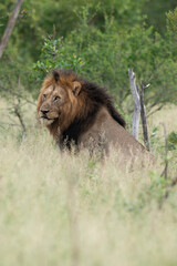 Lion, mâle, Panthera leo, Parc national du Kruger, Afrique du Sud