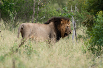 Lion, mâle, Panthera leo, Parc national du Kruger, Afrique du Sud
