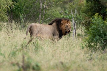 Lion, mâle, Panthera leo, Parc national du Kruger, Afrique du Sud