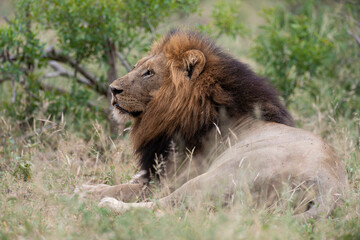 Lion, mâle, Panthera leo, Parc national du Kruger, Afrique du Sud