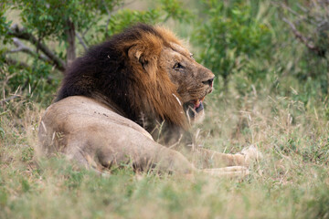 Lion, mâle, Panthera leo, Parc national du Kruger, Afrique du Sud